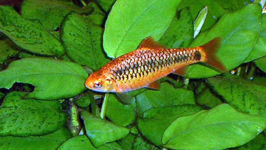Puntius Semifasciolatus 3