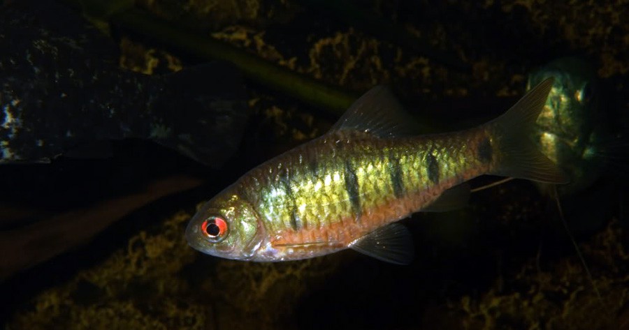 Puntius Semifasciolatus 4
