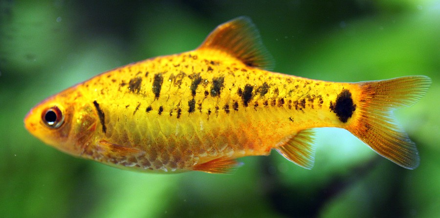 Puntius Semifasciolatus 5