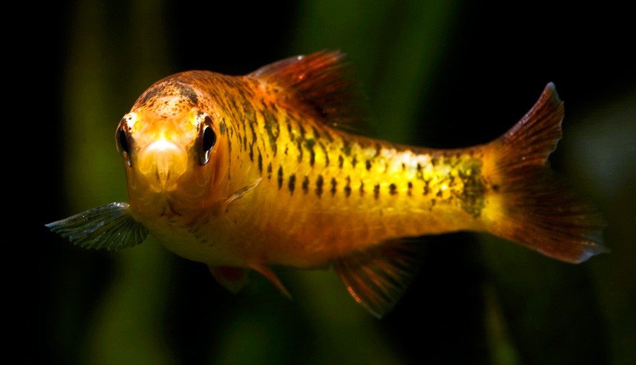 Puntius Semifasciolatus 6