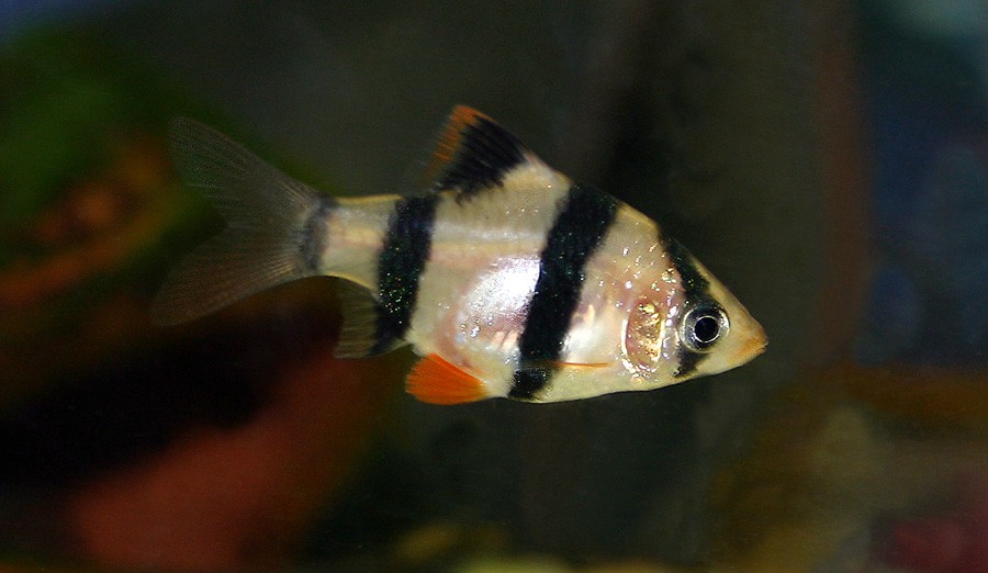 Barbo de Sumatra