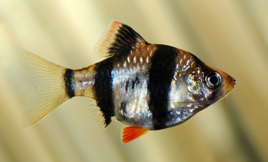 Puntius Tetrazona 2