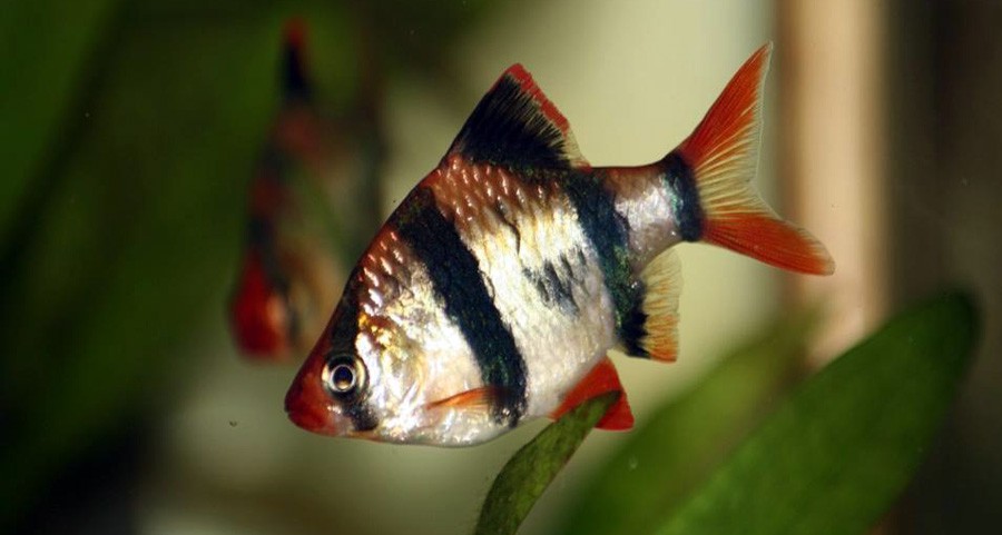 Puntius Tetrazona 4