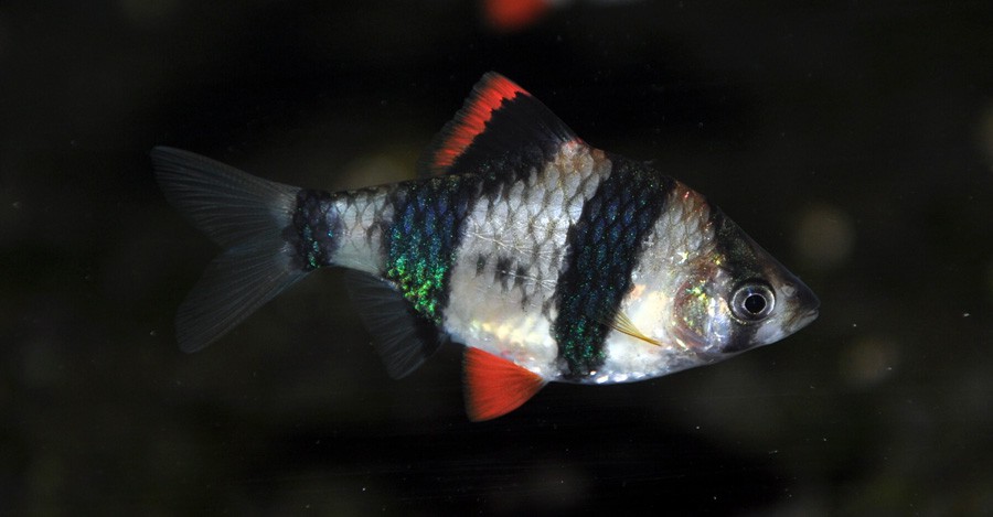 Puntius Tetrazona 5