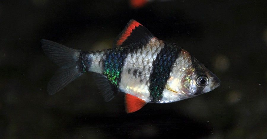 Puntius Tetrazona 5