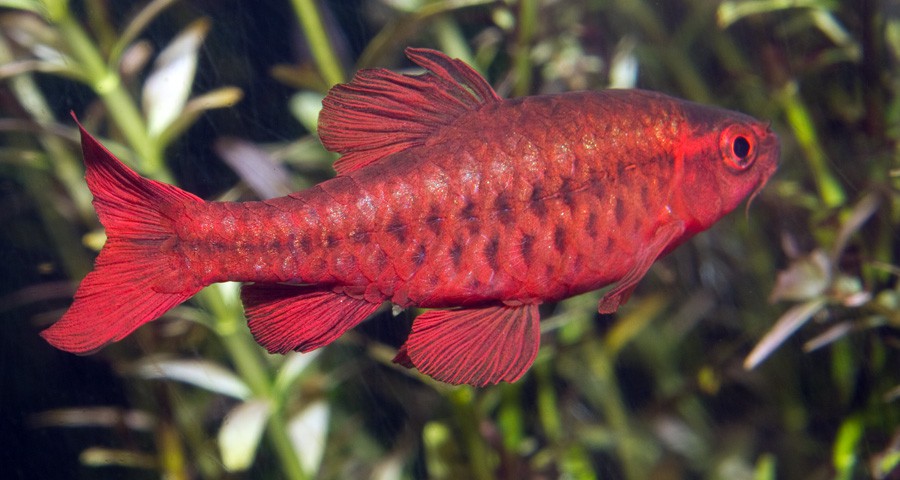 Puntius Titteya