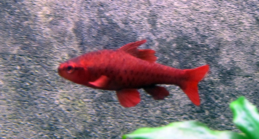 Puntius Titteya 2