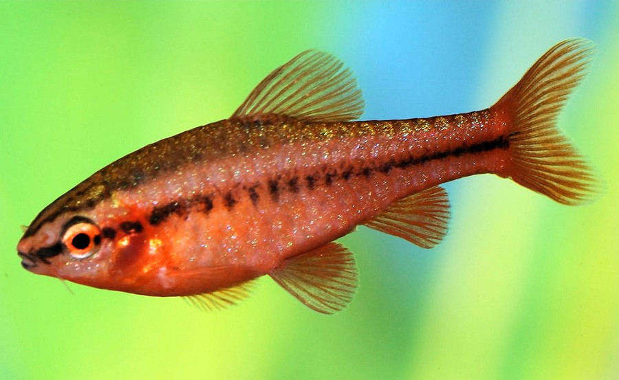 Puntius Titteya 3