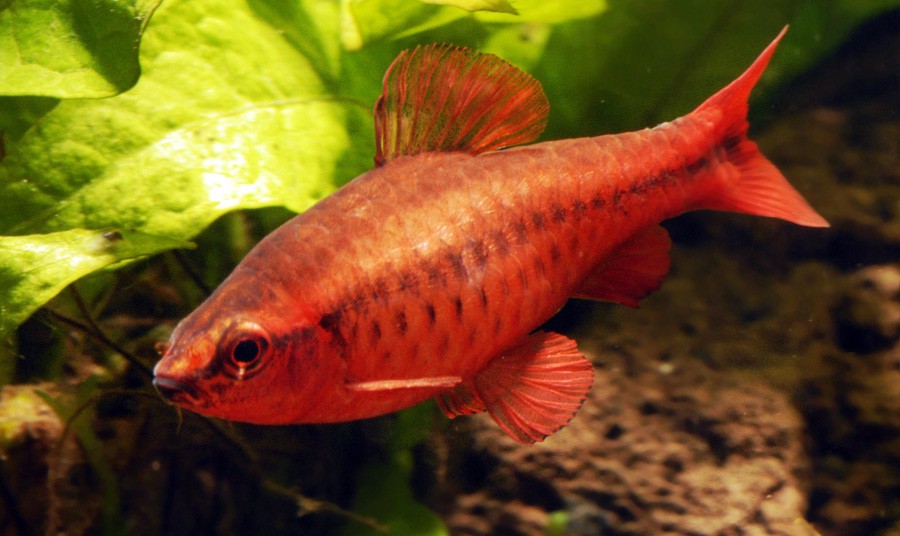 Puntius Titteya 6