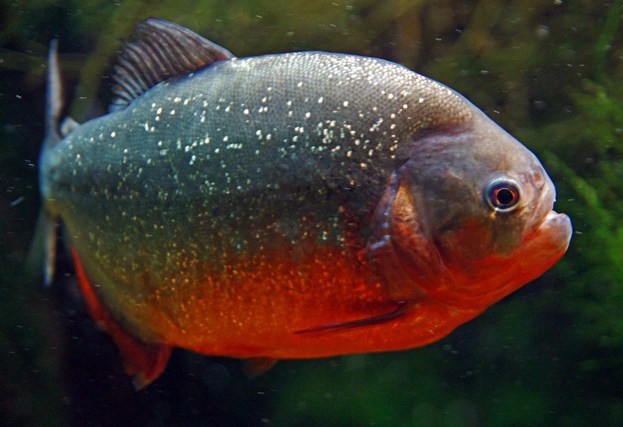 Piraña de Vientre Rojo