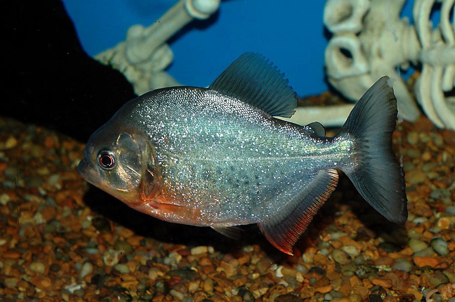 Pygocentrus Nattereri 2