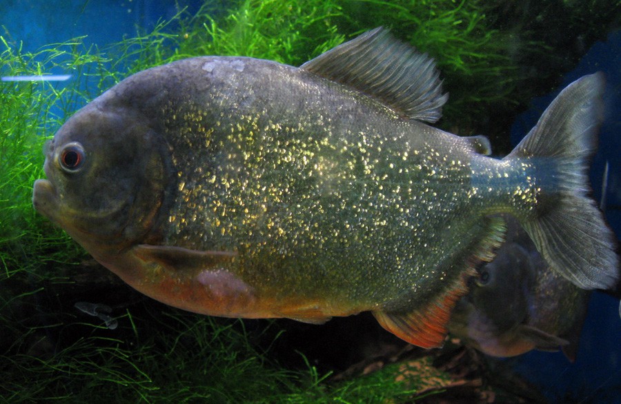 Pygocentrus Nattereri 3