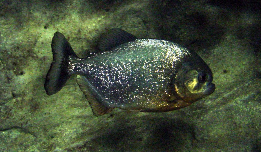 Pygocentrus Nattereri 4