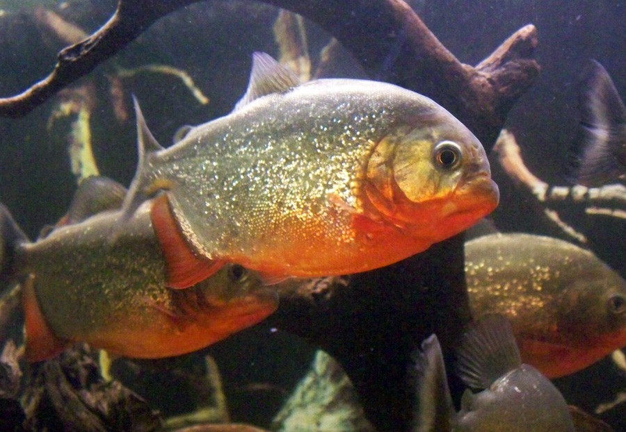 Pygocentrus Nattereri 5