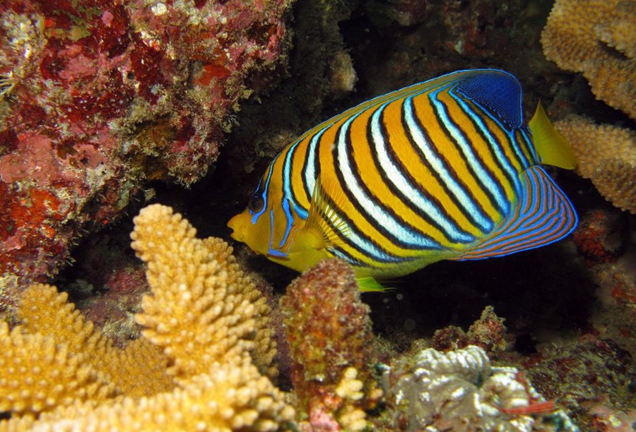 Pygoplites Diacanthus 2