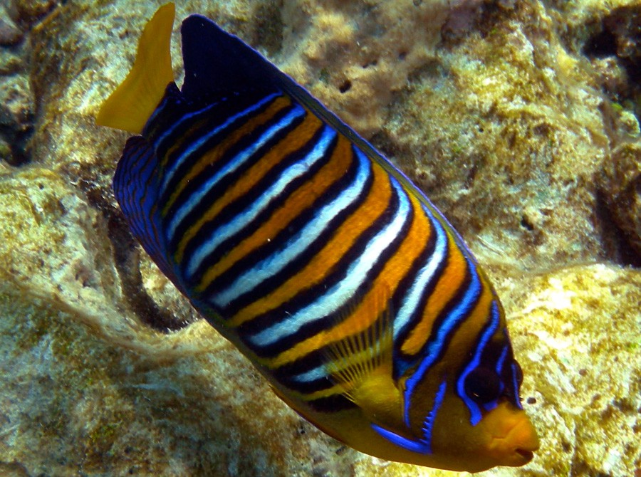 Pygoplites Diacanthus 3