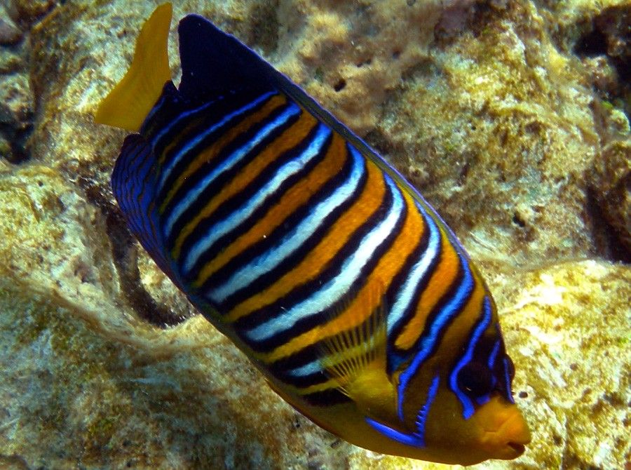 Pygoplites Diacanthus 3