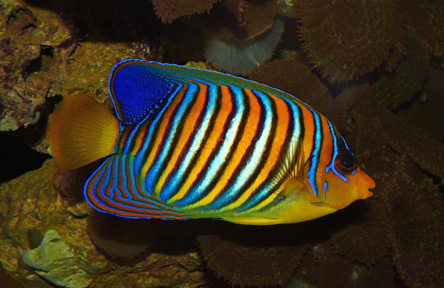 Pygoplites Diacanthus 4