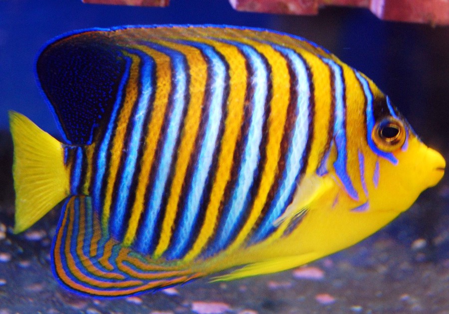 Pygoplites Diacanthus 5