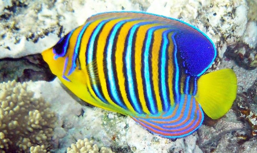 Pygoplites Diacanthus 6