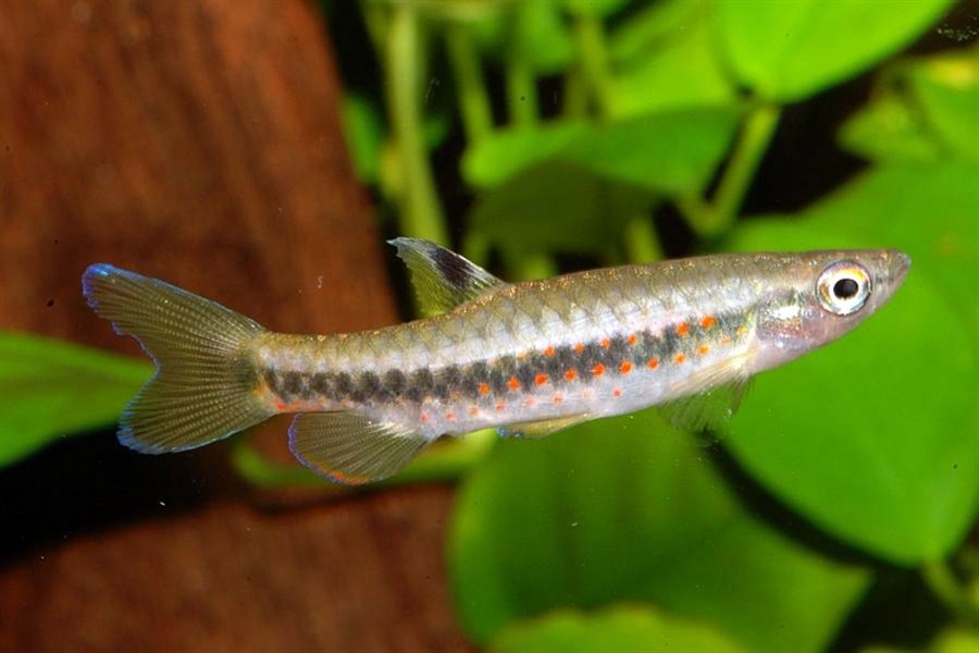 Pirulinas
