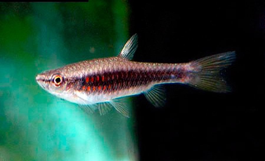 Pyrrhulina Rachoviana 2