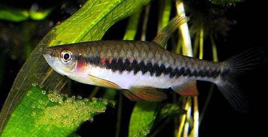 Pyrrhulina Rachoviana 3