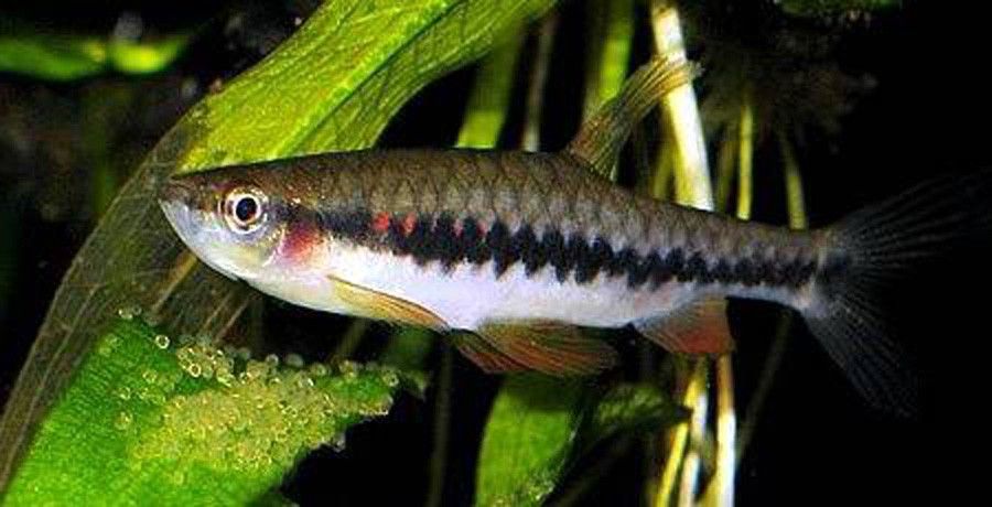 Pyrrhulina Rachoviana 3