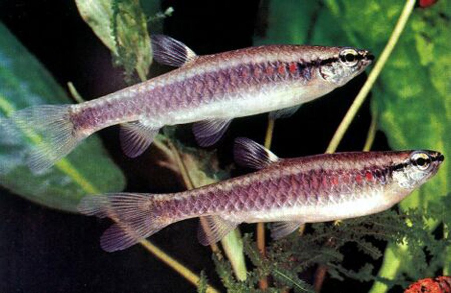 Pyrrhulina Rachoviana 4