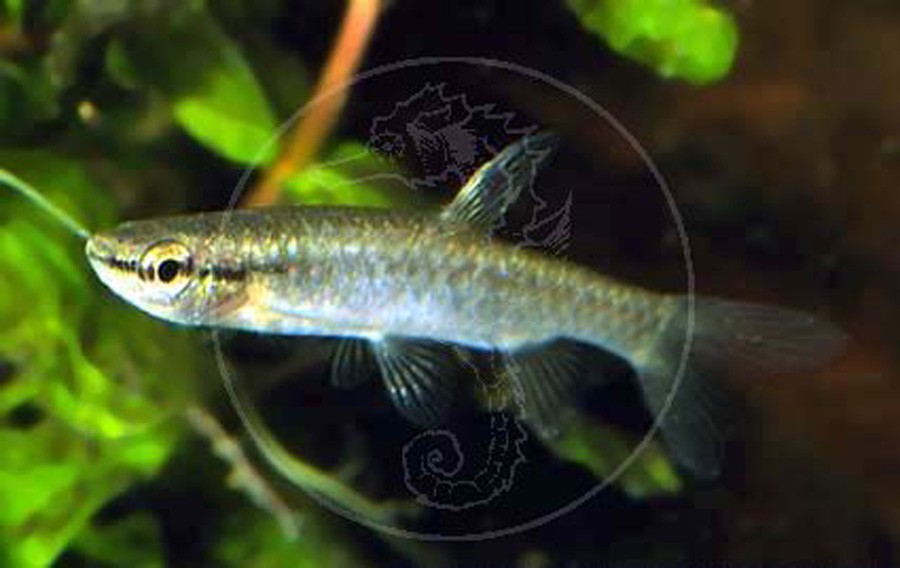 Pyrrhulina Rachoviana 5