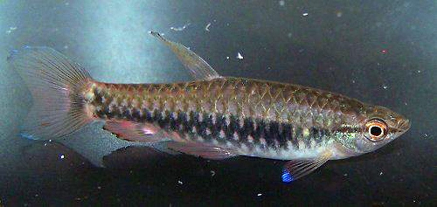 Pyrrhulina Rachoviana 6