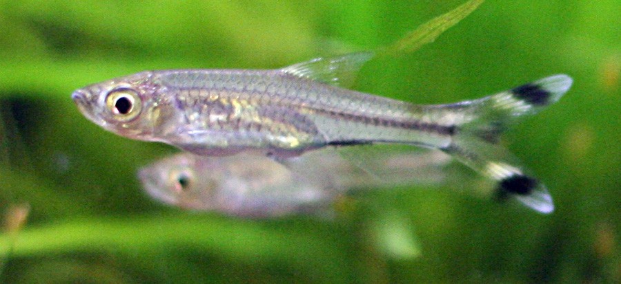 Rasbora de Tres Líneas