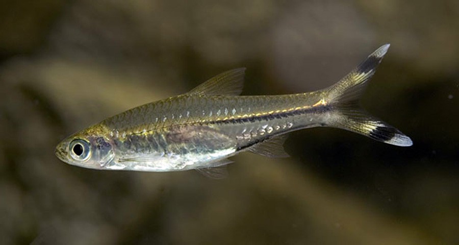 Rasbora Trilineata 2