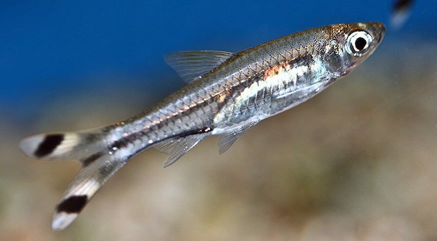 Rasbora Trilineata 3