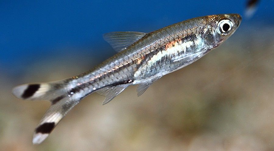Rasbora Trilineata 3