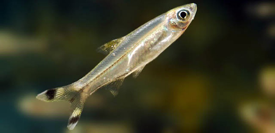 Rasbora Trilineata 4