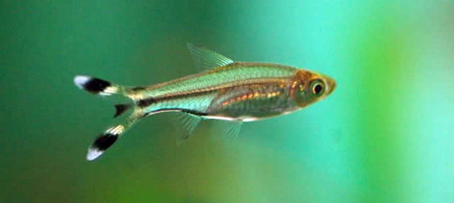 Rasbora Trilineata 5
