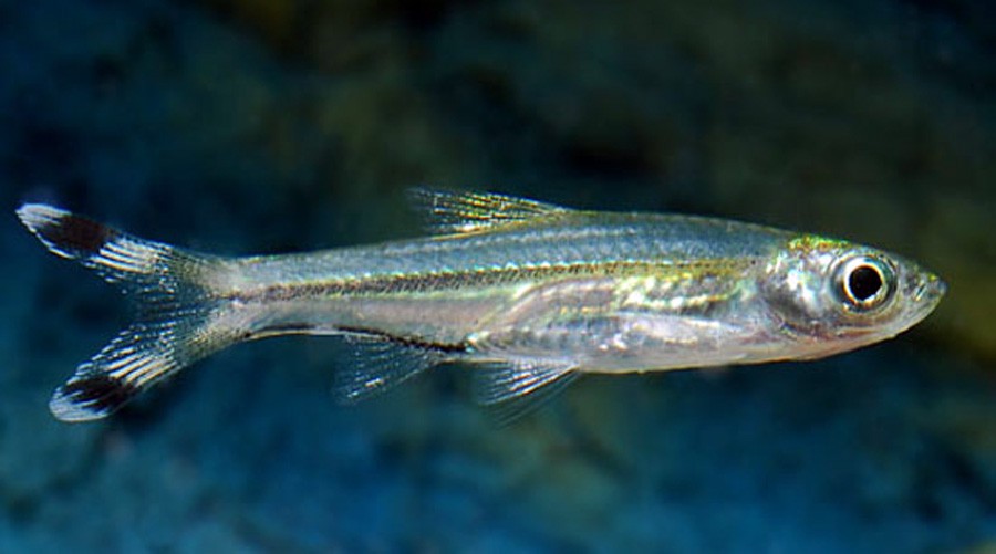 Rasbora Trilineata 6
