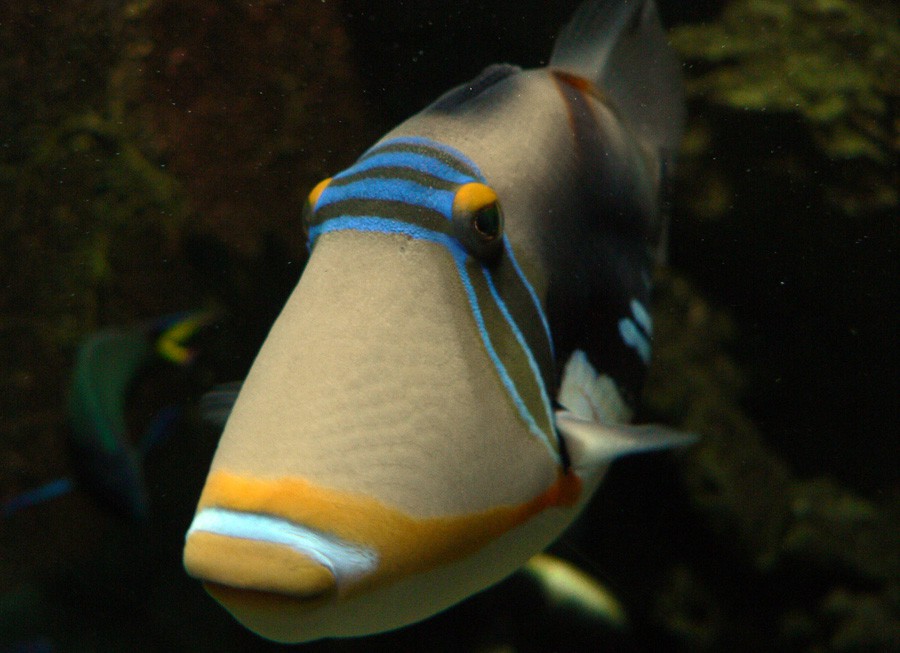 Rhinecanthus Aculeatus 2