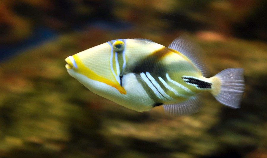 Rhinecanthus Aculeatus 3