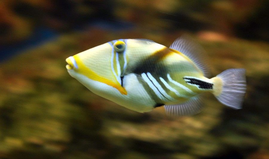 Rhinecanthus Aculeatus 3