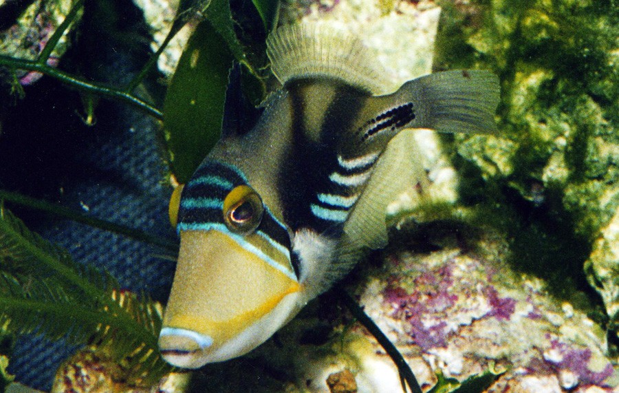 Rhinecanthus Aculeatus 4