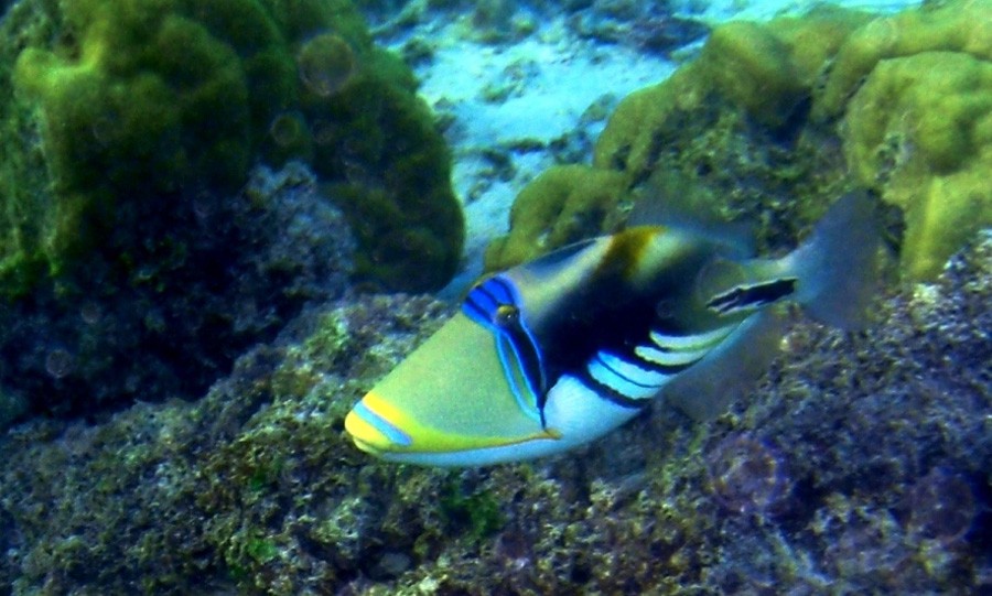 Rhinecanthus Aculeatus 5