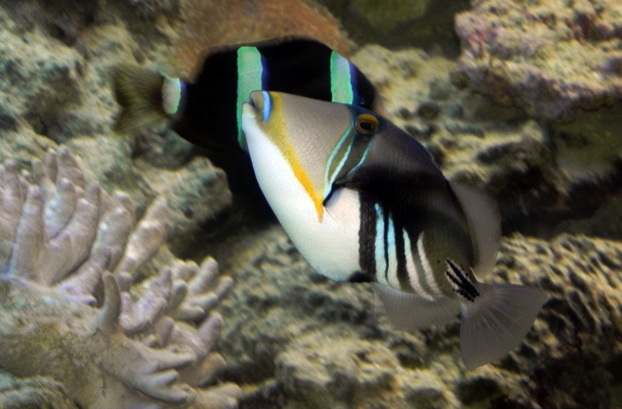 Rhinecanthus Aculeatus 6