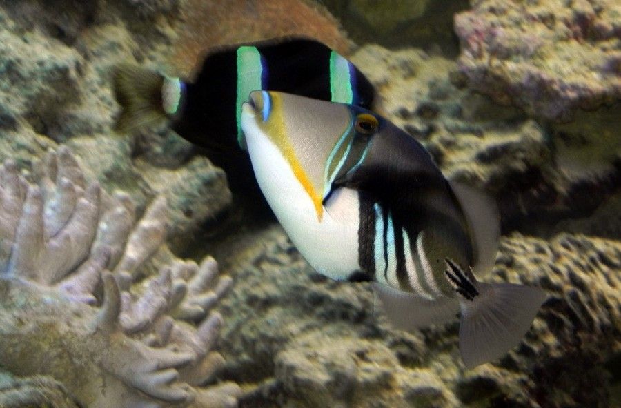 Rhinecanthus Aculeatus 6