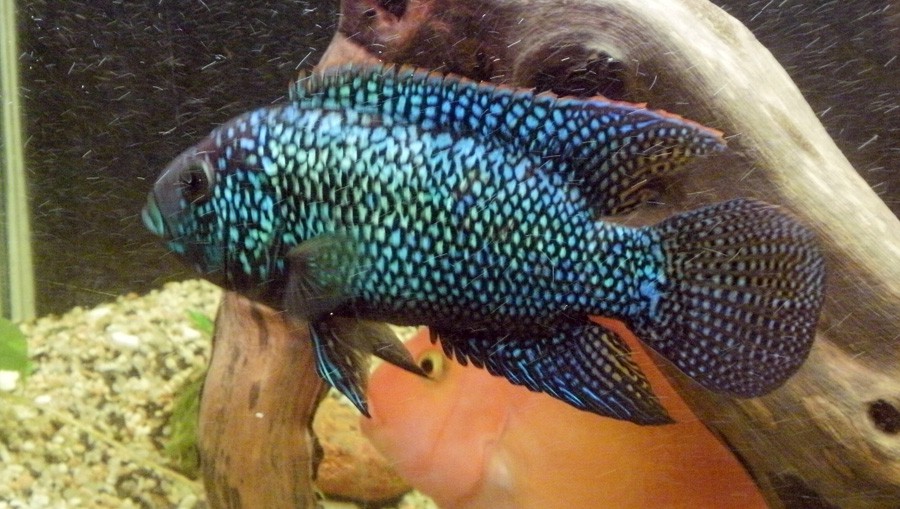 Rocio Octofasciata