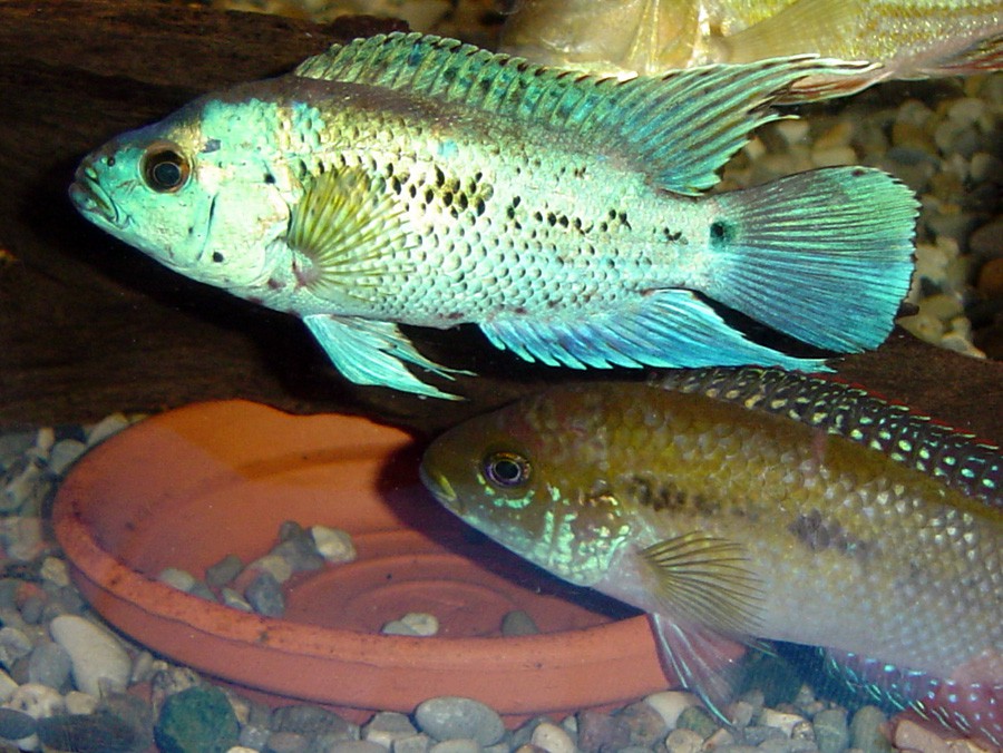 Rocio Octofasciata 2