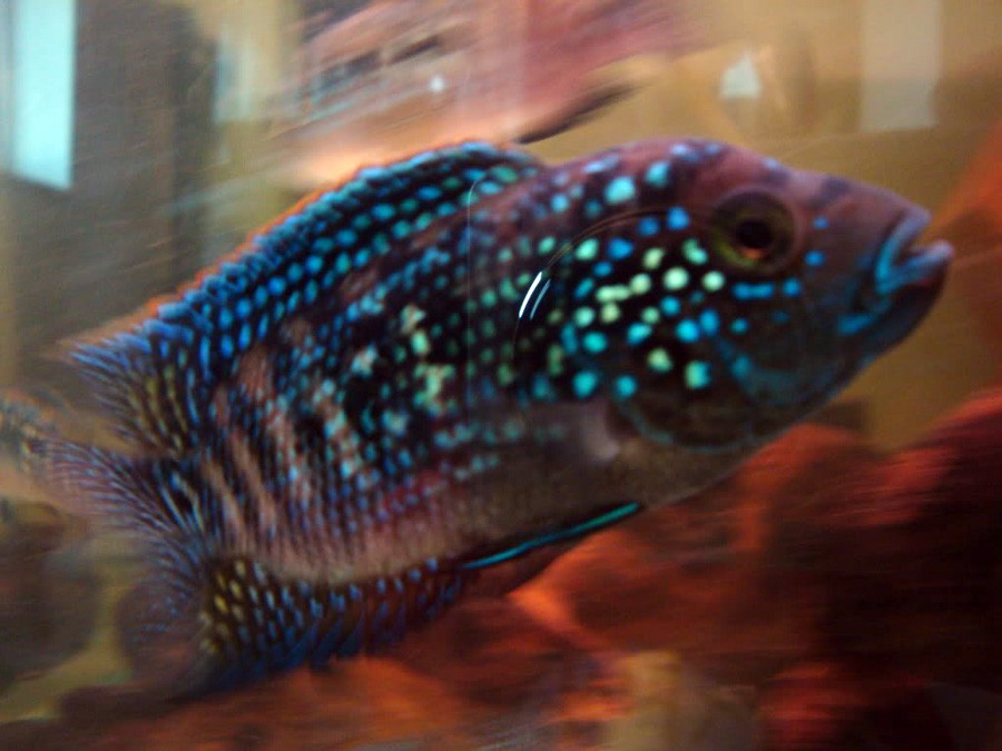 Rocio Octofasciata 3