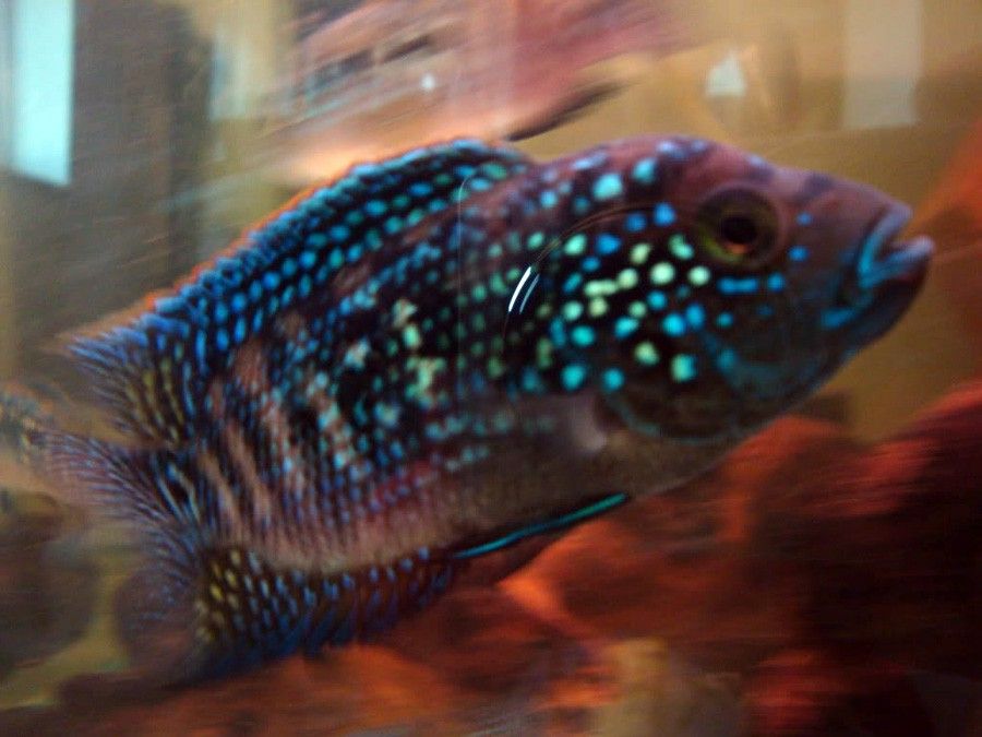 Rocio Octofasciata 3