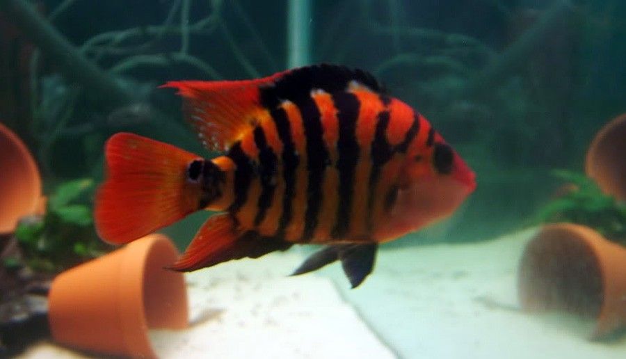 Rocio Octofasciata 4